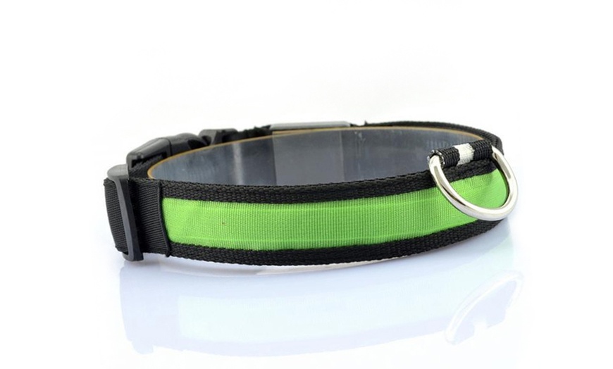 Image 11: Collier phosphorescent pour chien