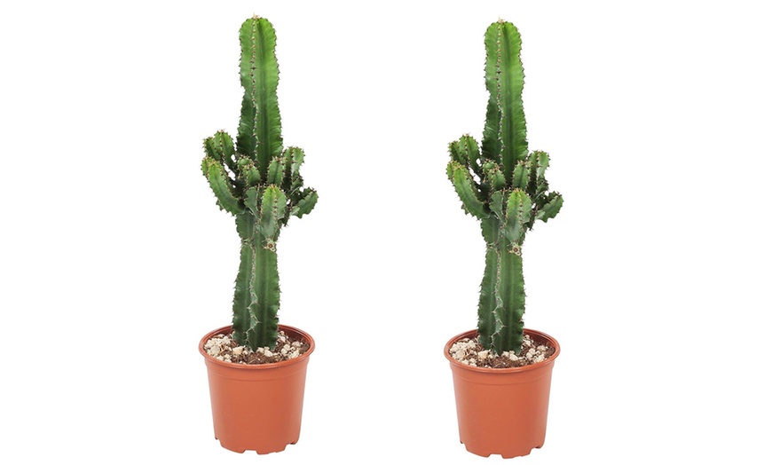 Image 3: Western-Kaktus „Euphorbia Cowboy“
