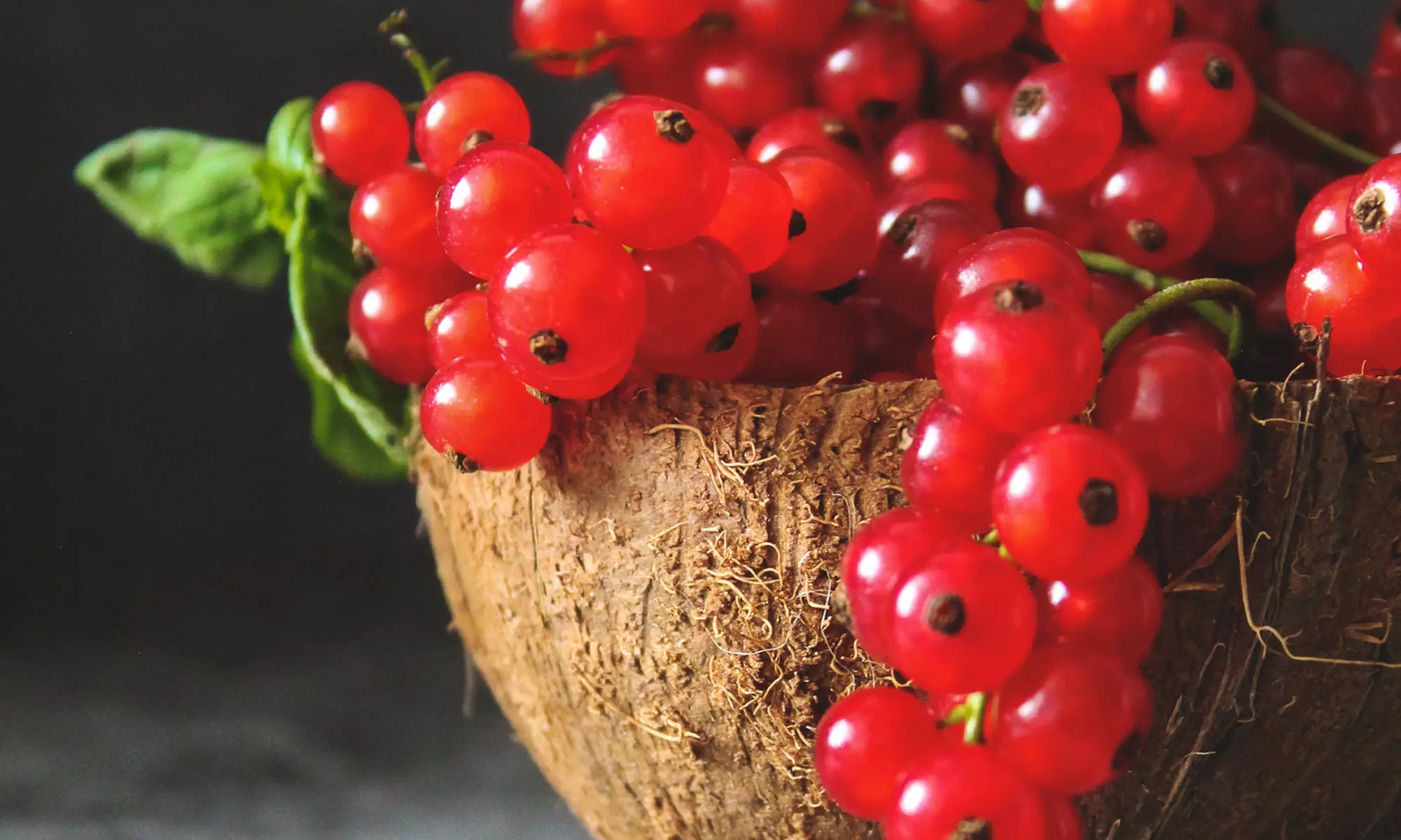 Plantes d'extérieur au choix, faciles d'entretien