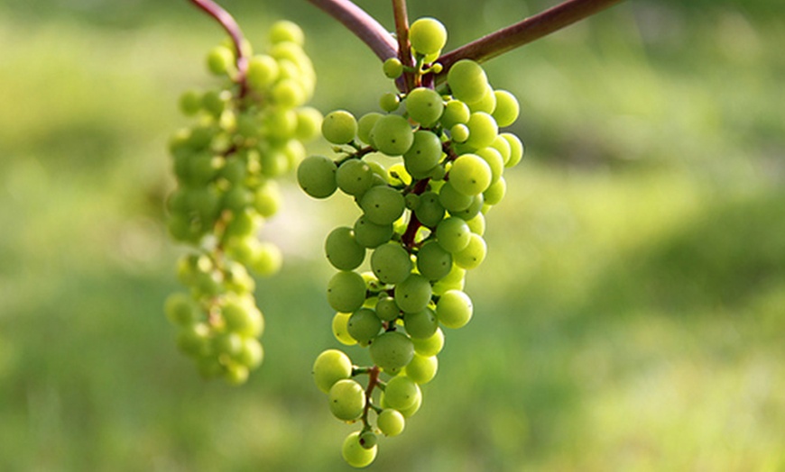 Image 1: Vineyard Tour for Two