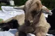 Relaxing Sunset Animal Walk Experience at Rescue Ranch with Sheep or Goat Companions! - Second Medium