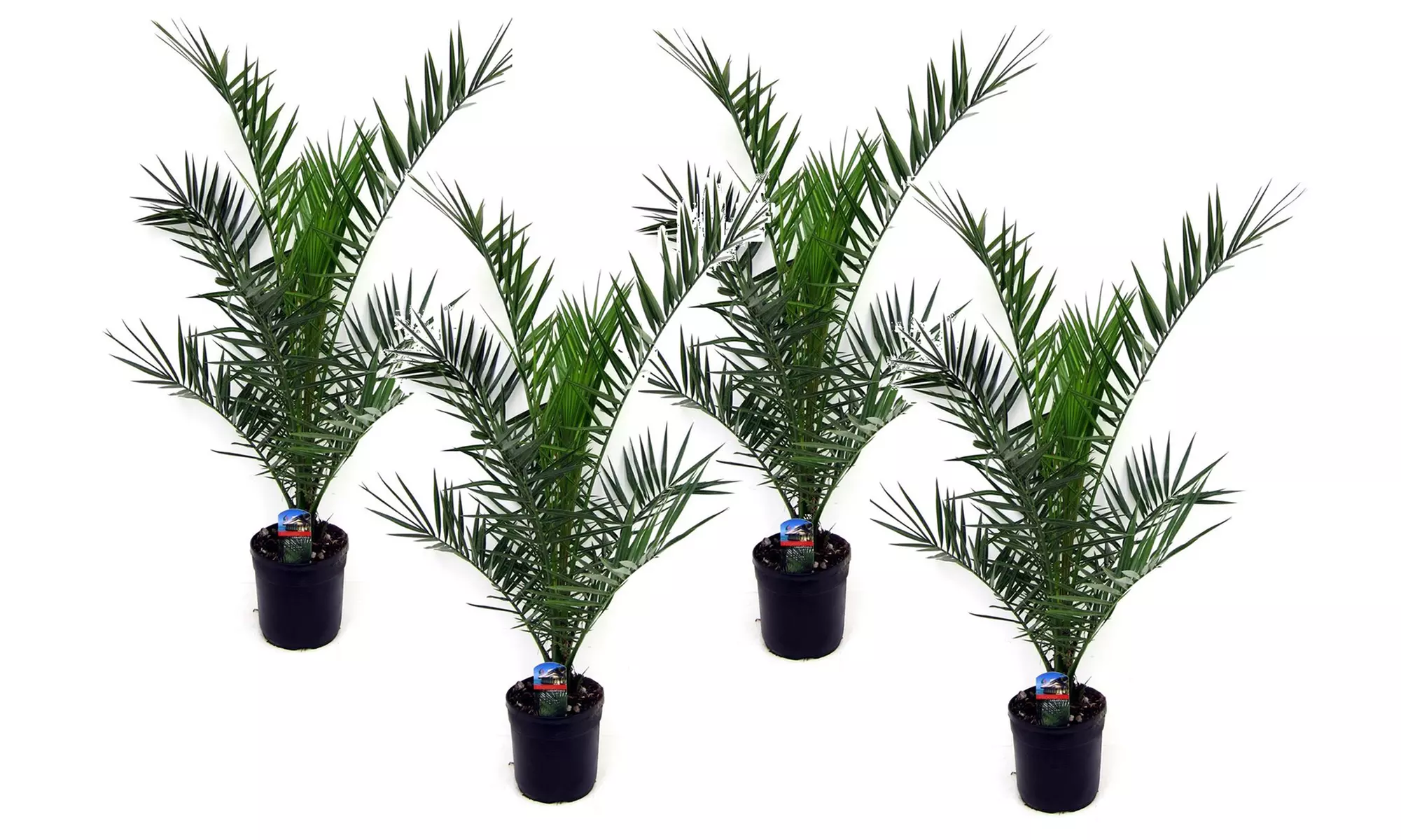1, 2 ou 4 palmiers dattiers des Canaries