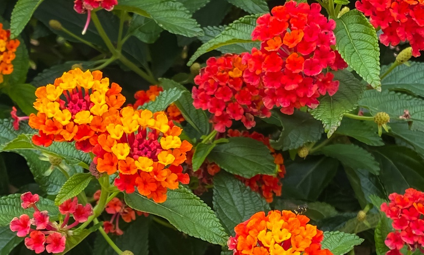 5, 10 or 15 Lantana Camara Evita Collection Jumbo Plug Plants | Groupon