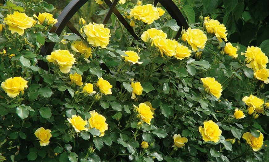 Image 4: 3-Litre Potted Climbing Roses