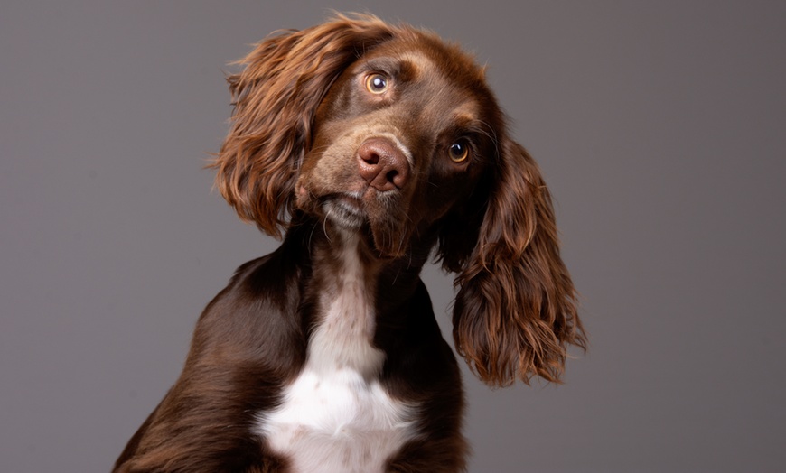 Image 10: Capture Precious Pet Moments in Studio at Barrett & Coe studios