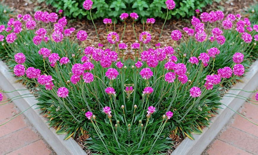 Image 1: Armeria Splendens Perennials