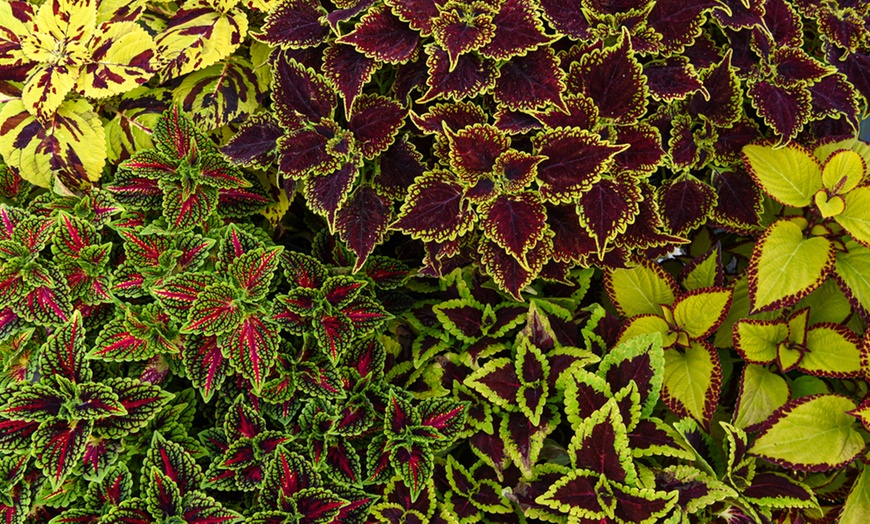 Image 2: Coleus Freaky Leaves Collection 10 or 20 Plants