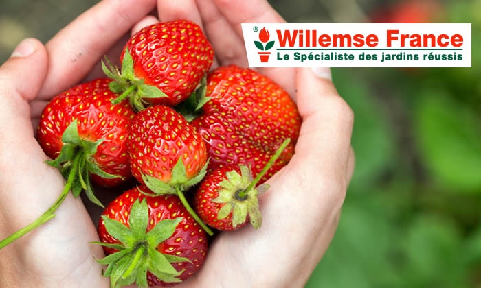 Willemse: Balcons Et Jardins Fleuris - Willemse France | Groupon