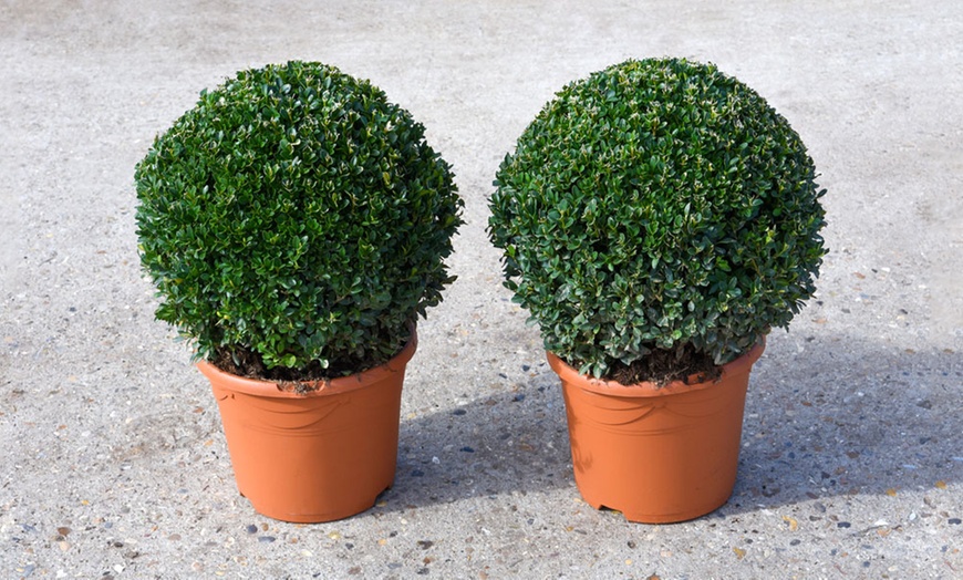 Image 3: Up to Two Buxus Sempervivum Ball Plants with Optional Biscotti Planter