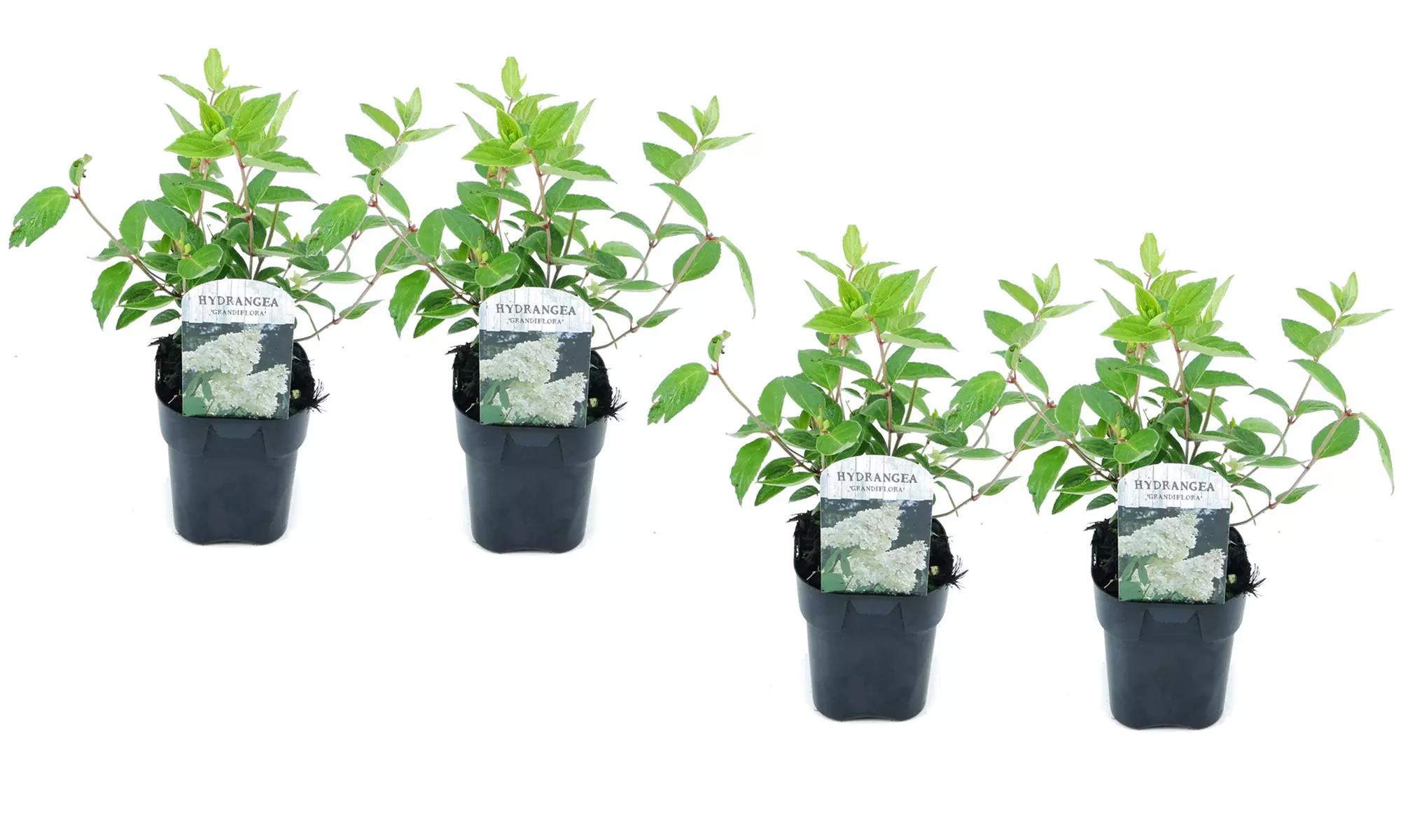 Lot de 2 ou 4 hortensias Grandiflora - Image 6