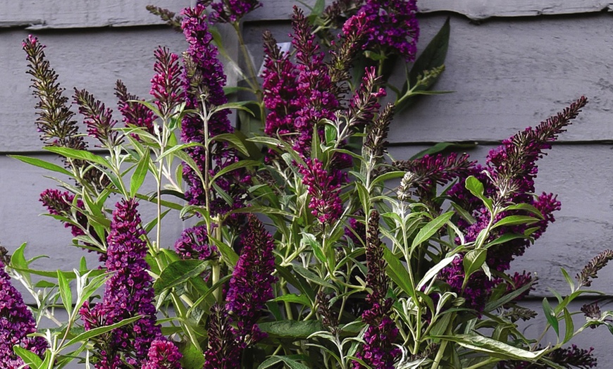 Image 7: One or Three Buddleja Butterfly Tower Plants