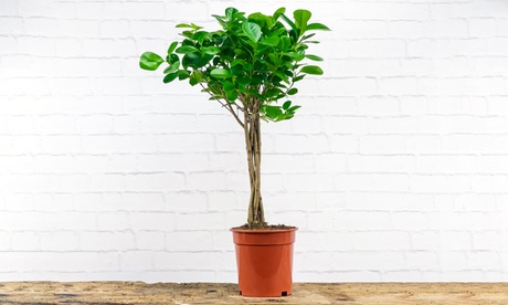 Ficus da appartamento Moclame con spedizione gratuita