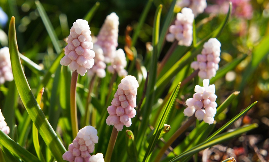 Image 2: Up to 20 Bulbs of Muscari Pink Sunrise