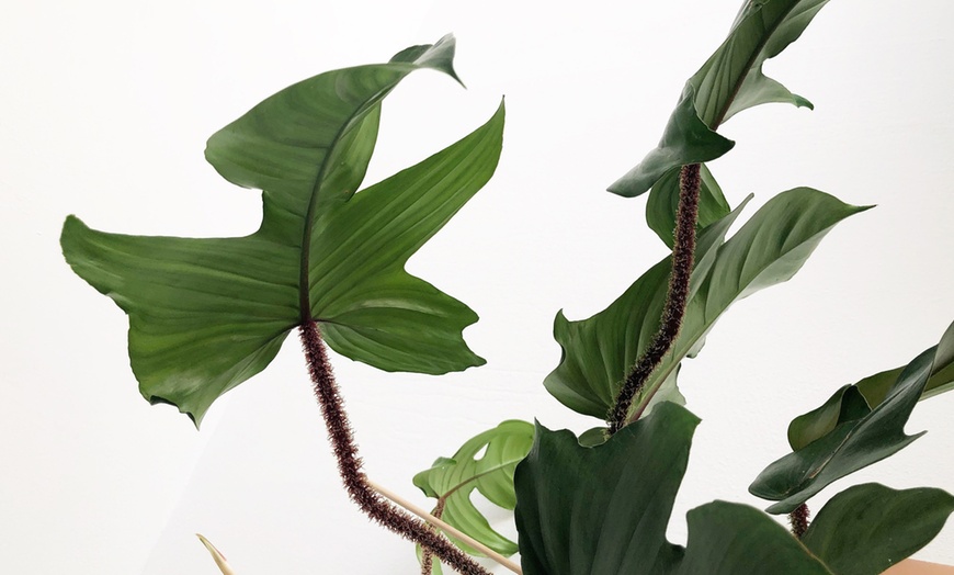 Image 4: 1x oder 2x Baumfreund (Philodendron) 'Florida Green'