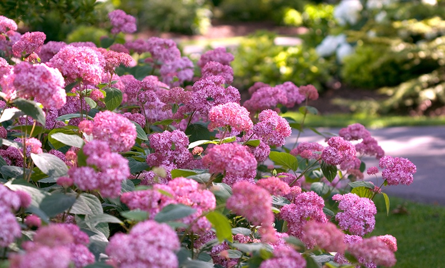 Image 3: Annabelle XXL roze hortensia's