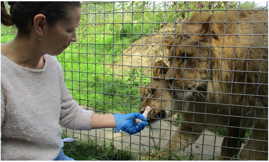 Image 4: Meet and Feed Big Cat for Two