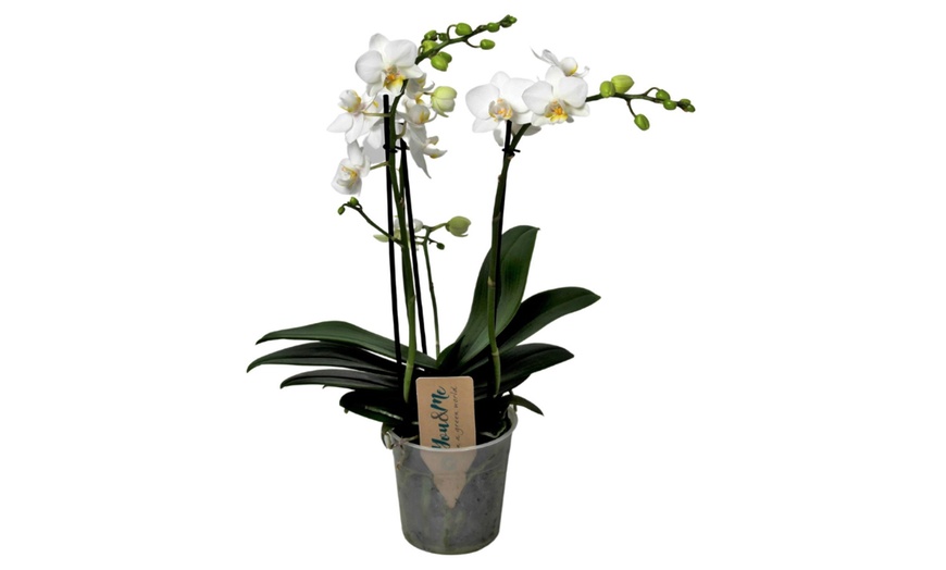 Image 9: Phalaenopsis orchidee