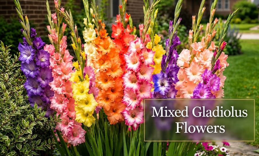 Image 20: Graduation Flower Bulb Collections