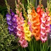 Image 20: Graduation Flower Bulb Collections