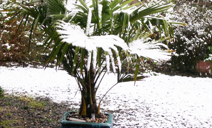 Image 4: Trachycarpus Fortunei Windmill Palm