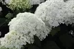 Hydrangea ‘Strong Annabelle’ - 1 or 2 Potted Plants - Image 5