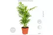 Lot de 4 plantes purificatrices d'air, cache-pots inclus - Image 6