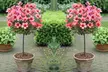 One (from £16.99) or Two (from £24.99) Standard Rose Trees with Optional Accessories With Free Delivery (Up to 58% Off) - Second Medium