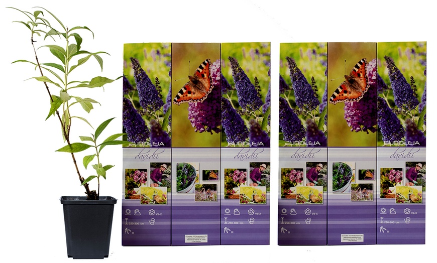 Image 8: Plantas que atraen mariposas