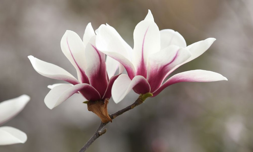 Image 10: Magnolia Patio Standard Trees - 5 Varieties to Choose From