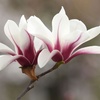 Image 10: Magnolia Patio Standard Trees - 5 Varieties to Choose From