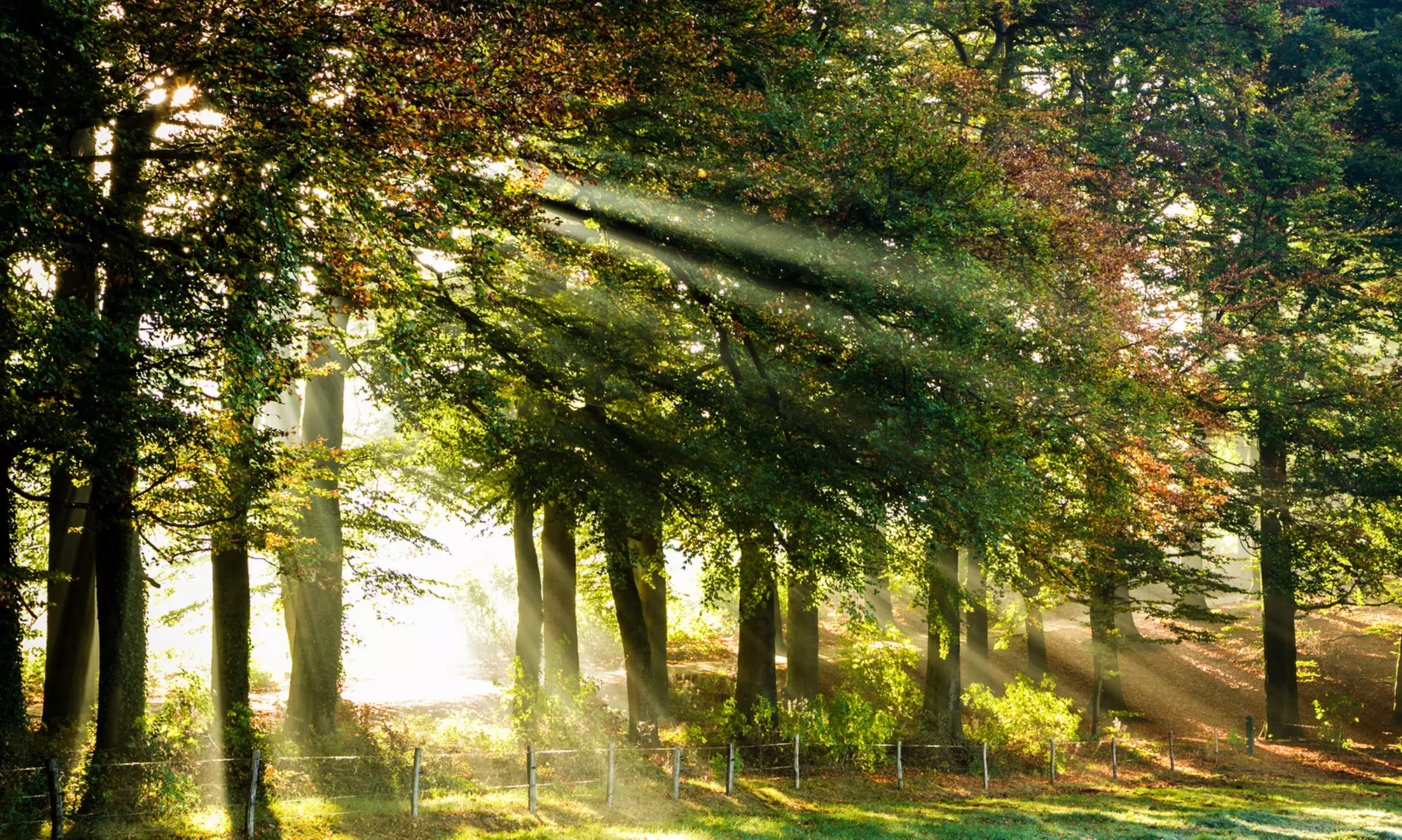 Erdstrahlen- und Elektrosmoguntersuchung (bis zu 50% sparen) - Primary Image