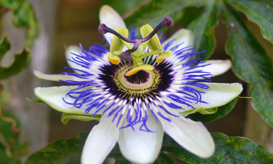 Image 2: One, Two or Three Passiflora Caerulea Plants