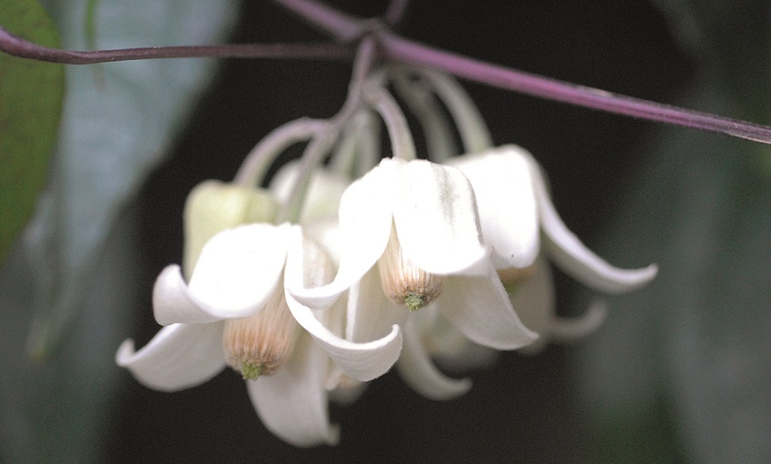 Image 5:  Clematis All Seasons Collection 7cm potted Plants