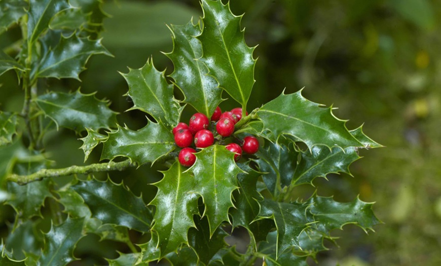 Image 3: One or Two Holly Standard Potted Plants