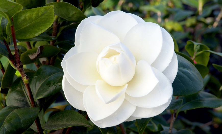 Image 6: Camellia Japonica planten