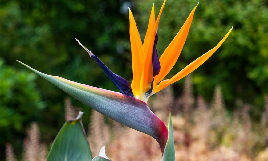 Image 8: Plantas de ave del paraíso