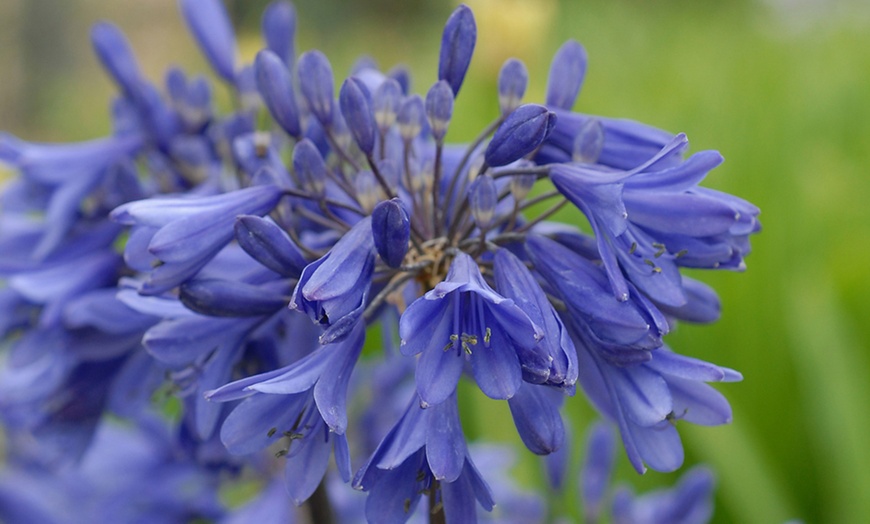 Image 2: One or Two Agapanthus "Ever Sapphire" Plants