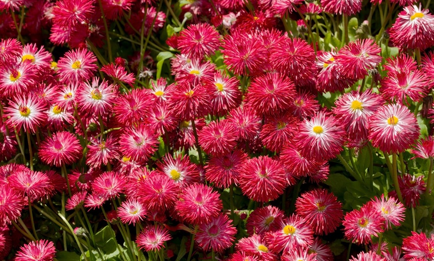 Image 2: Bellis Bam Bam Duo Collection - 2, 4 or 6 Potted Plants