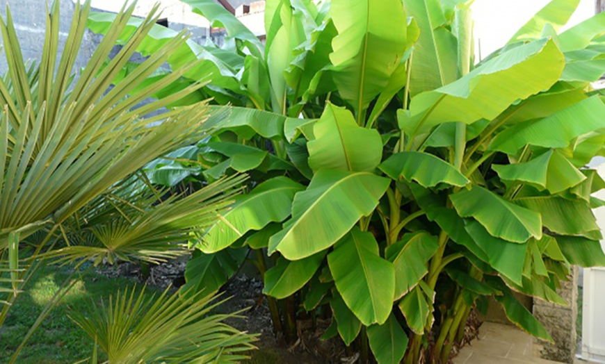 Image 5: Potted Outdoor Banana Plants
