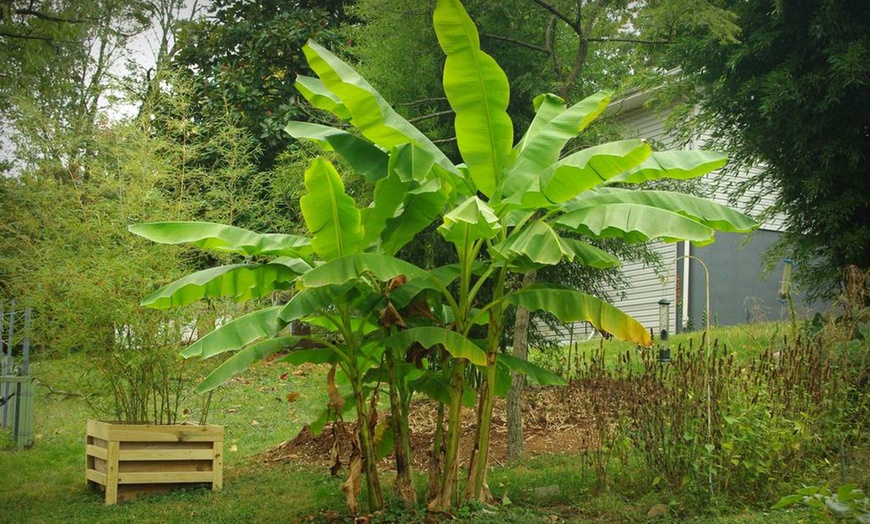 Image 3: Winter-Hardy Banana Trees