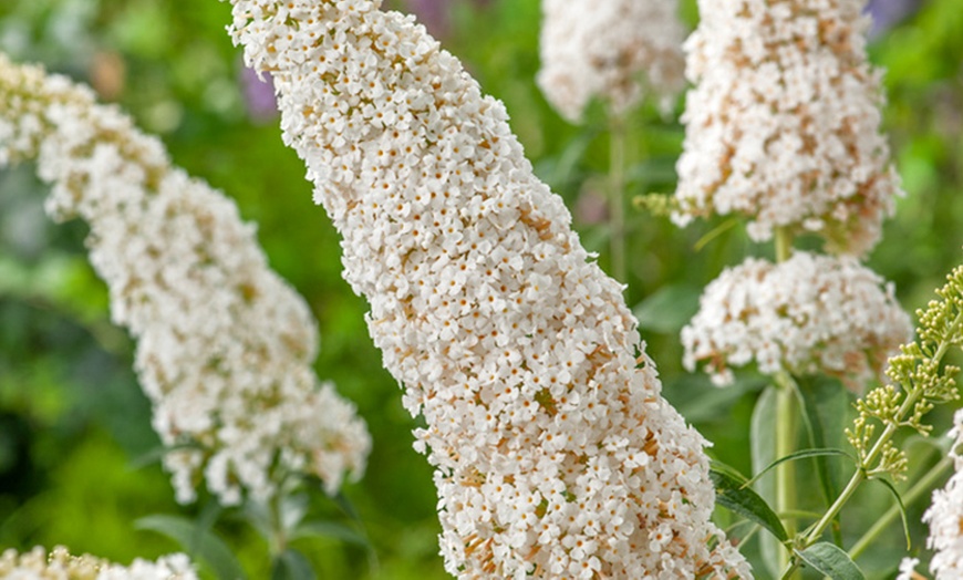 Image 8: Buddleja davidii Mariposa Bush