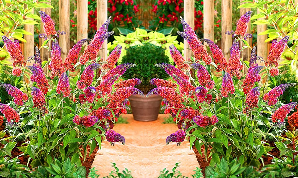 3, 6 oder 9 Pflanzen Sommerflieder „Buddleia Flower Power“ - Second Medium