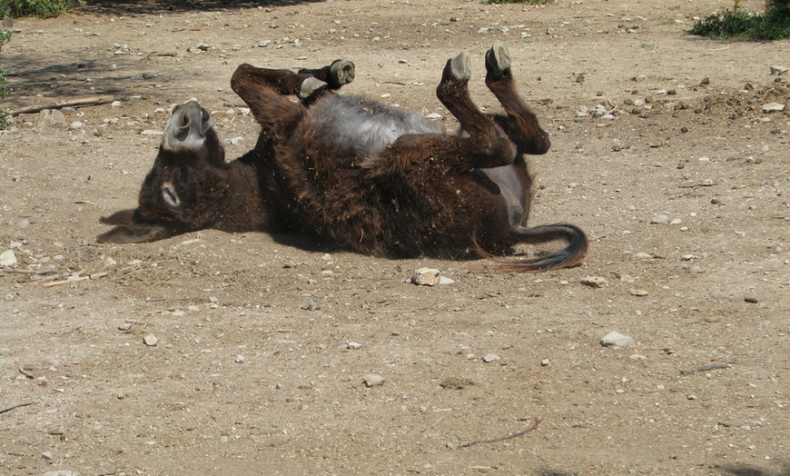 Image 2: Balade à dos d'âne pour enfant