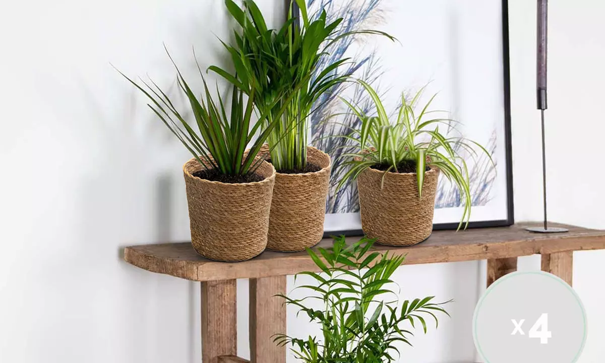 Set van 4 luchtzuiverende planten