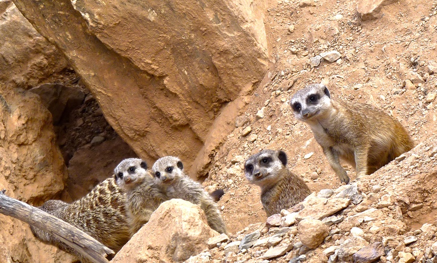 Image 17: ¡Diversión familiar! Entrada a Terra Natura Murcia para 1 a 4 personas