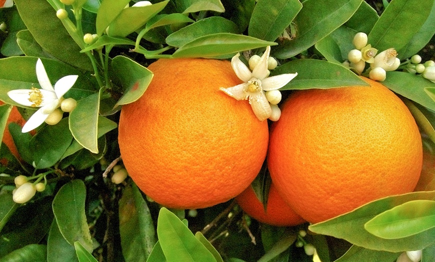 Image 1: Orange or Lemon Tree