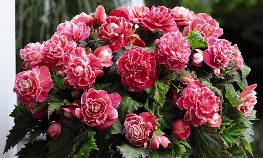 Image 6: 10 or 20 Begonia 'Camelia' Plants