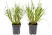 2 ou 4 plants de Pennisetum 'Hameln' 30 cm, livrés en pot - Image 4