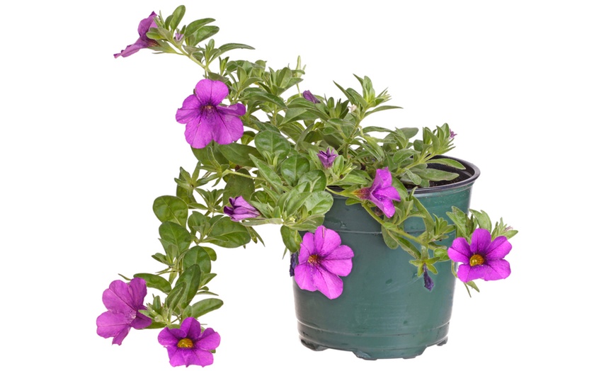 Image 5: Garden Ready Trailing Petunia