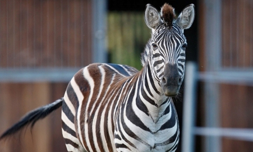 Image 2: Tagesticket Wildpark Schwarzach